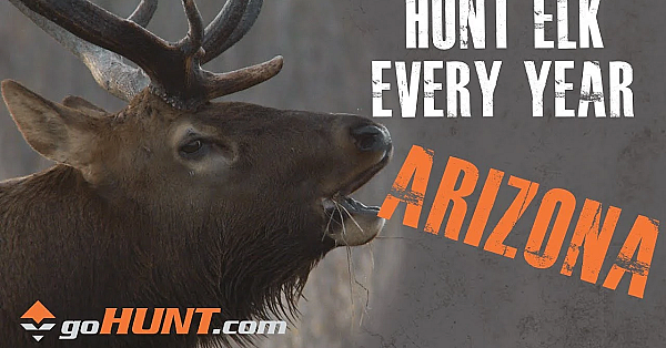 Hunt Elk Every Year: Arizona And The Gohunt Insider