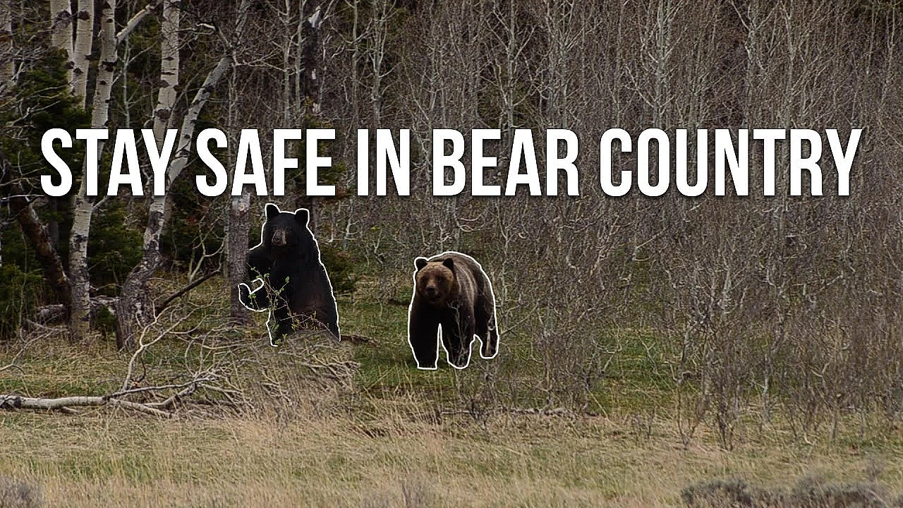 How To Stay Safe In Bear Country (grizzly And Black Bear)
