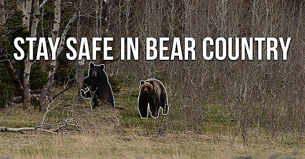 How To Stay Safe In Bear Country (grizzly And Black Bear)