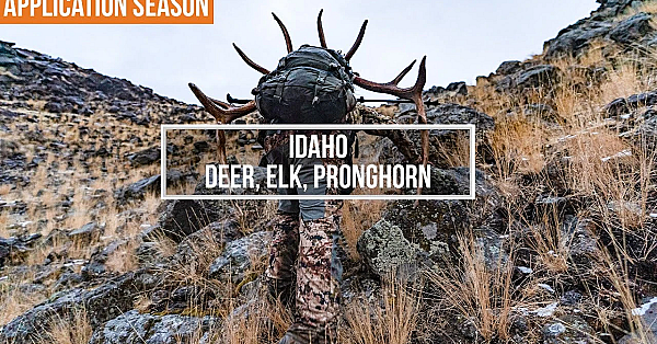 How To Apply For Deer, Elk, And Pronghorn In Idaho