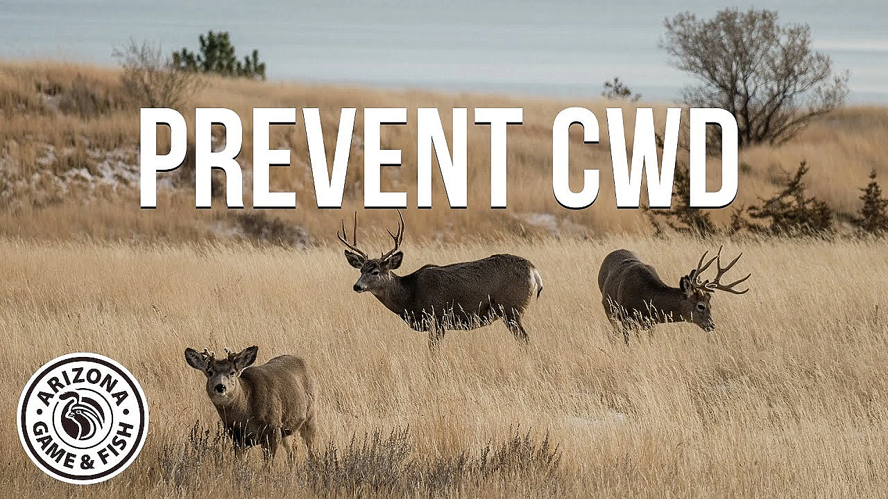 Wildlife Scientist Explains How To Prevent Chronic Wasting Disease