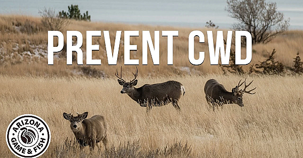 Wildlife Scientist Explains How To Prevent Chronic Wasting Disease