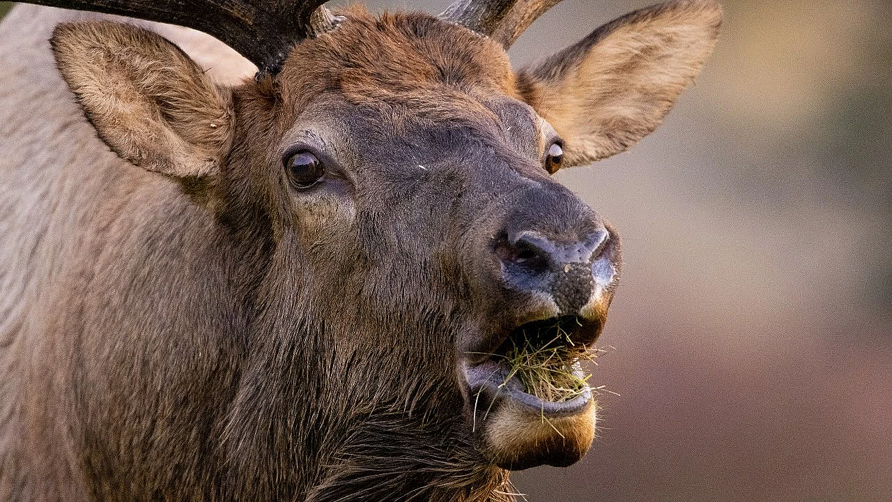 Elk Talk Live! // Ep 110