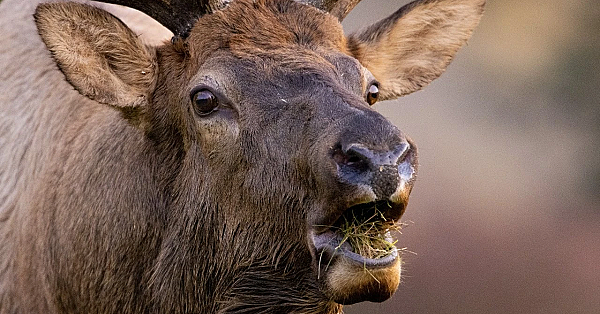 Elk Talk Live! // Ep 110