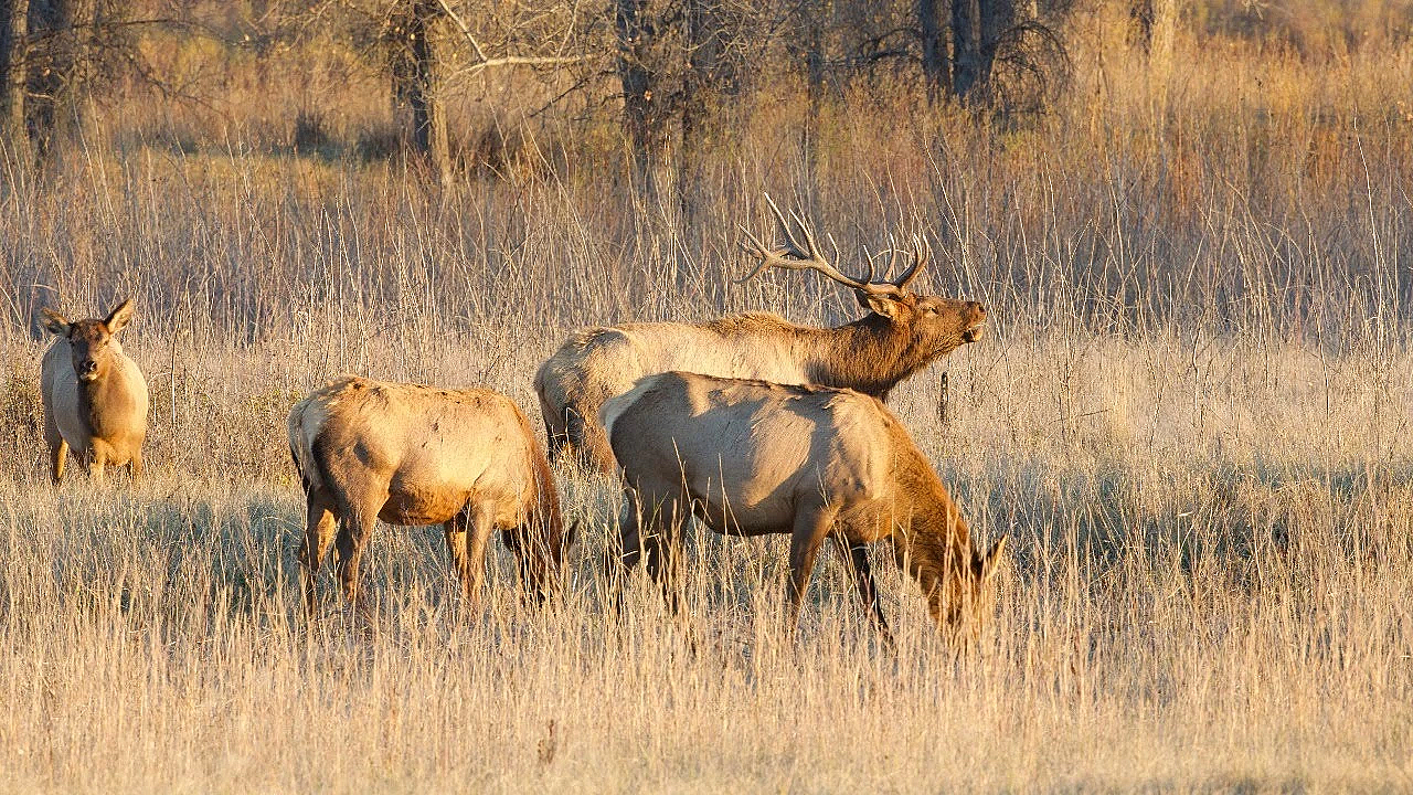 Elk Talk Live! // Ep 99