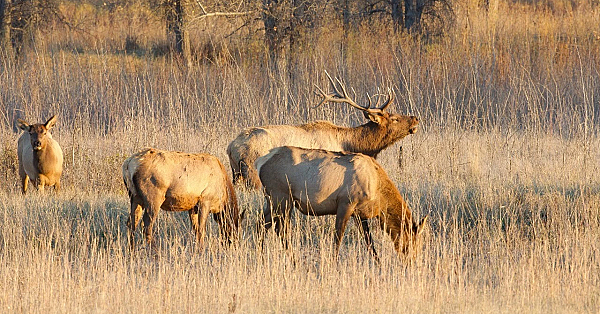 Elk Talk Live! // Ep 99