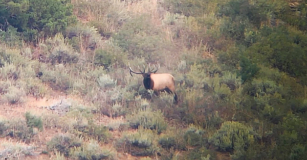 Bull Elk Going Nuts! #shorts