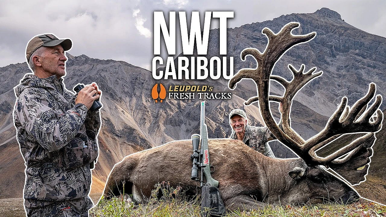 Massive Velvet Caribou In The Northwest Territories!