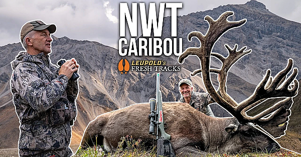 Massive Velvet Caribou In The Northwest Territories!