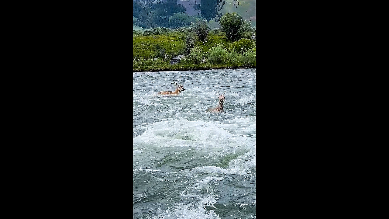 Pronghorn Can Swim? #shorts
