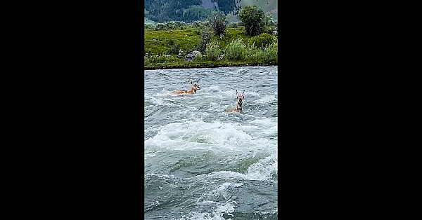 Pronghorn Can Swim? #shorts