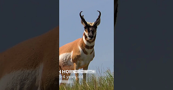 Pronghorn Knowledge Drop #pronghorn #hunting #intrestingfacts #antelope