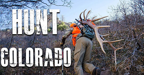 How To Hunt Colorado (for Elk, Deer And Antelope)