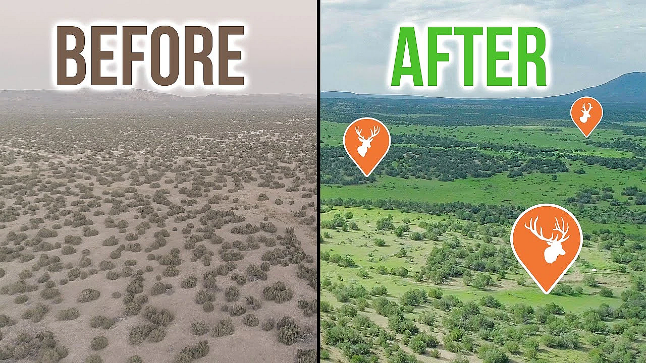 Giant Restoration Project In Arizona