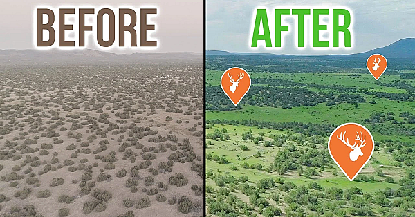 Giant Restoration Project In Arizona