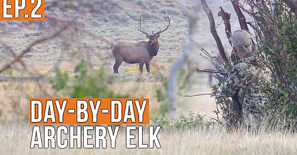 A Close Call | Archery Elk (EP.2)