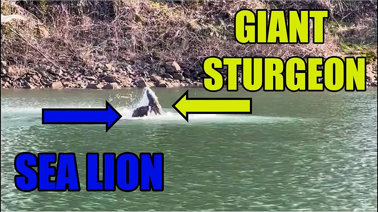 Sea Lion Eats Huge Sturgeon! #shorts