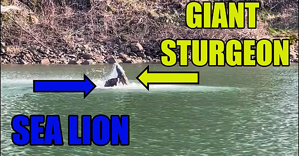 Sea Lion Eats Huge Sturgeon! #shorts