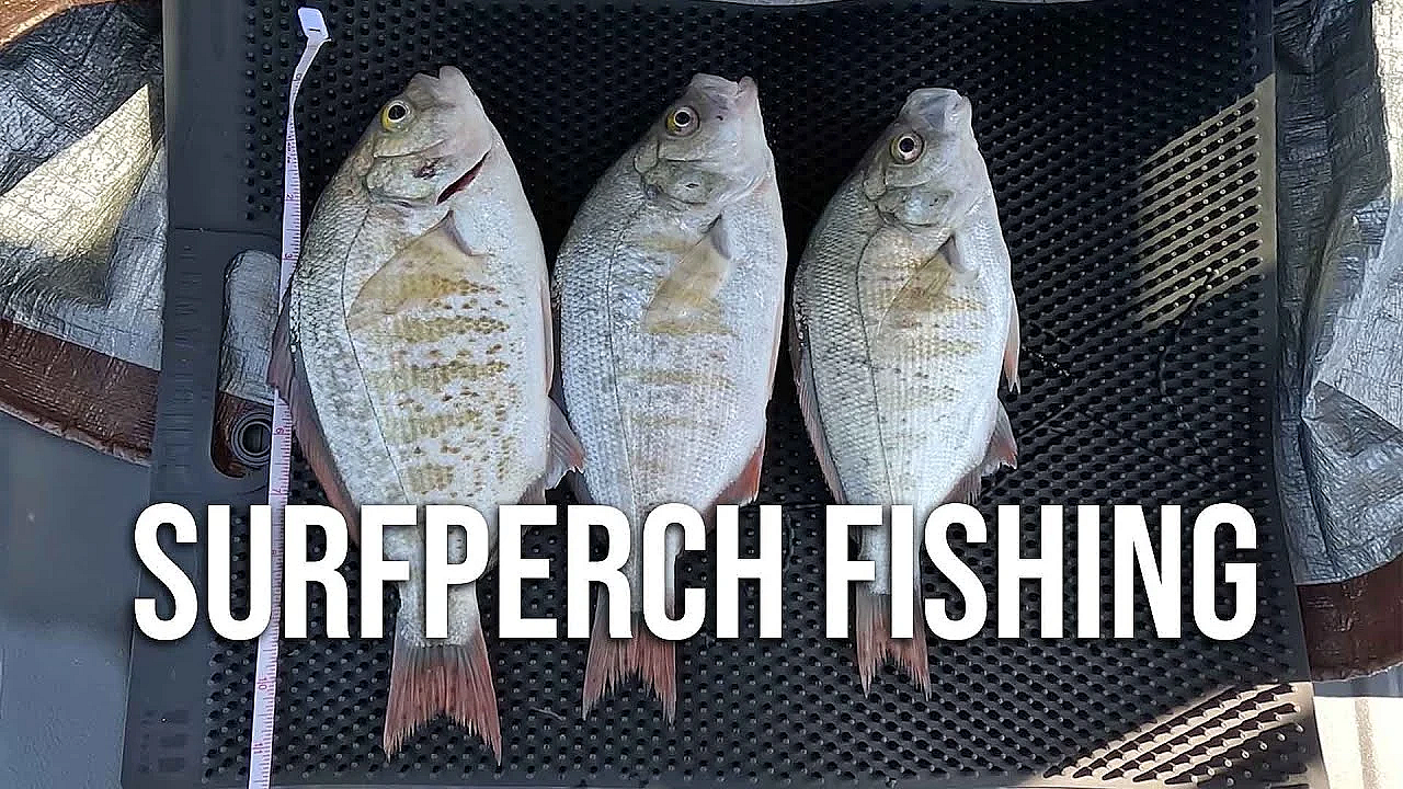 Catch, Clean, Cook - Surfperch On The Oregon Coast!
