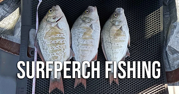 Catch, Clean, Cook - Surfperch On The Oregon Coast!