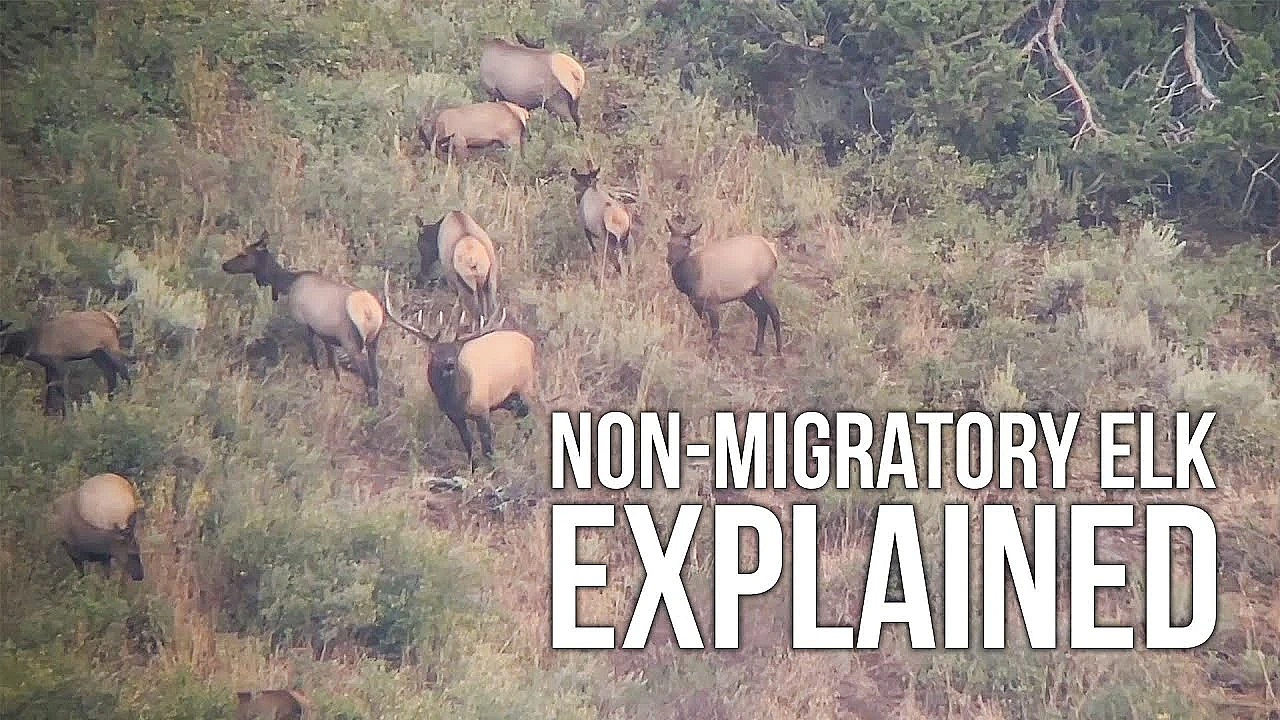 How To Find Non-migratory Bull Elk!