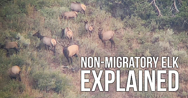 How To Find Non-migratory Bull Elk!