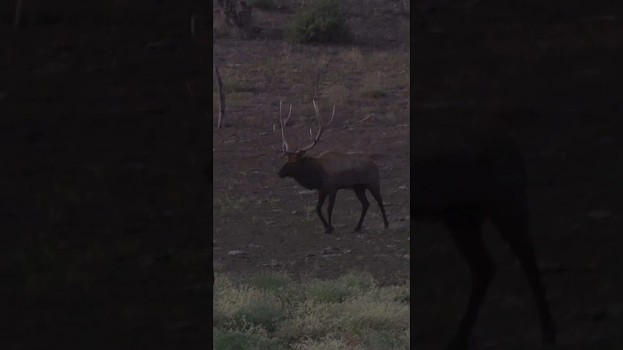 That Feeling When You Haven't Seen An Elk In Days And Big Hank Comes Sprinting In!
