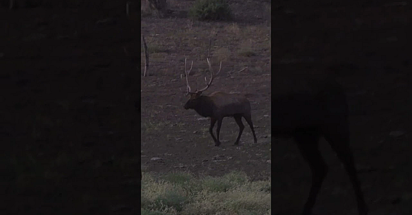 That Feeling When You Haven't Seen An Elk In Days And Big Hank Comes Sprinting In!