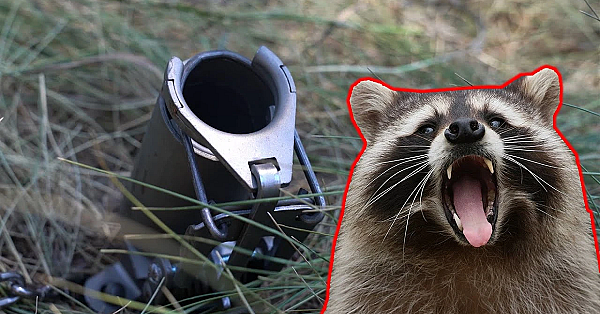 How To Use Dog Proof Traps (foot Encapsulating Traps)