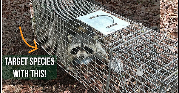 Cage Traps And When To Use Them