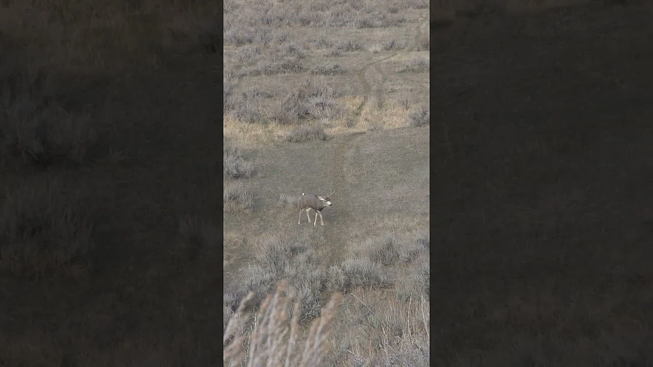 Nice Buck At 5 Yards! #hunting #muledeer #shorts