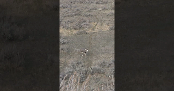 Nice Buck At 5 Yards! #hunting #muledeer #shorts