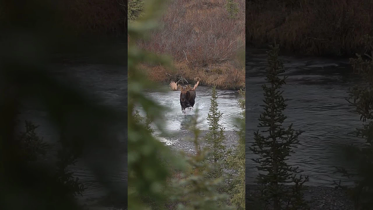 Bull Moose Called In From 1,000 Yards