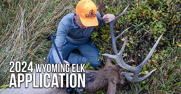 How To Get An Elk Tag In Wyoming This Year!