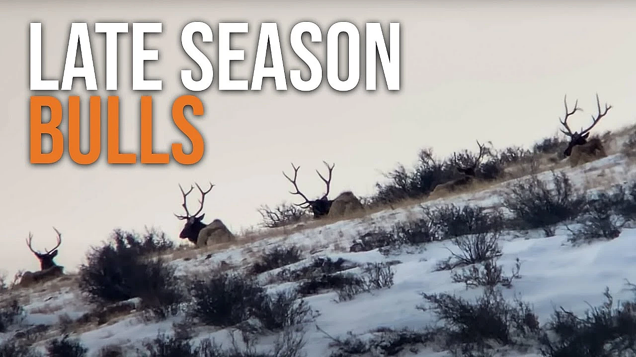 How To Find Late Season Elk On Public Land!