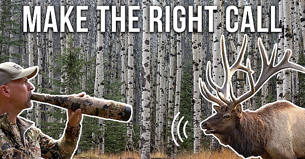 How a World Champion Calls Elk in Real Hunting Situations