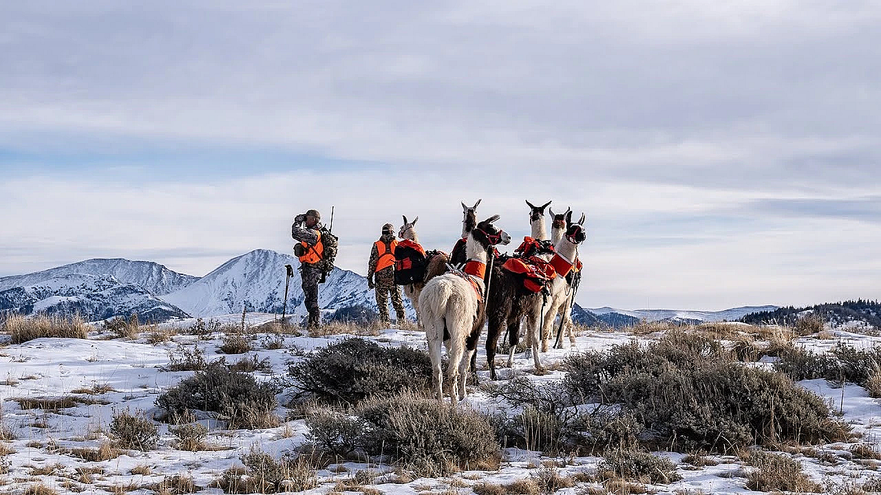 How To Take Care Of Llamas In The Backcountry