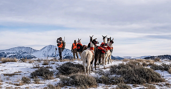 How To Take Care Of Llamas In The Backcountry