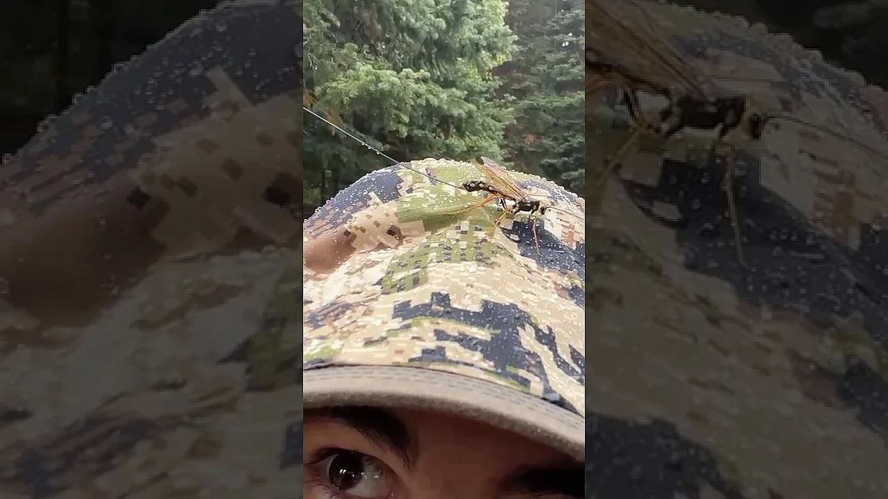 Crazy Bug! Who Knows What This Is?