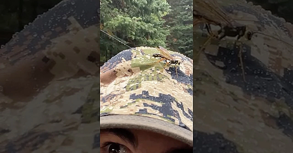 Crazy Bug! Who Knows What This Is?