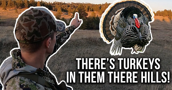Merriam’s Turkey Hunting In The Rolling Hills And Ponderosa Pines Of Montana (ep. 1 Of 3)
