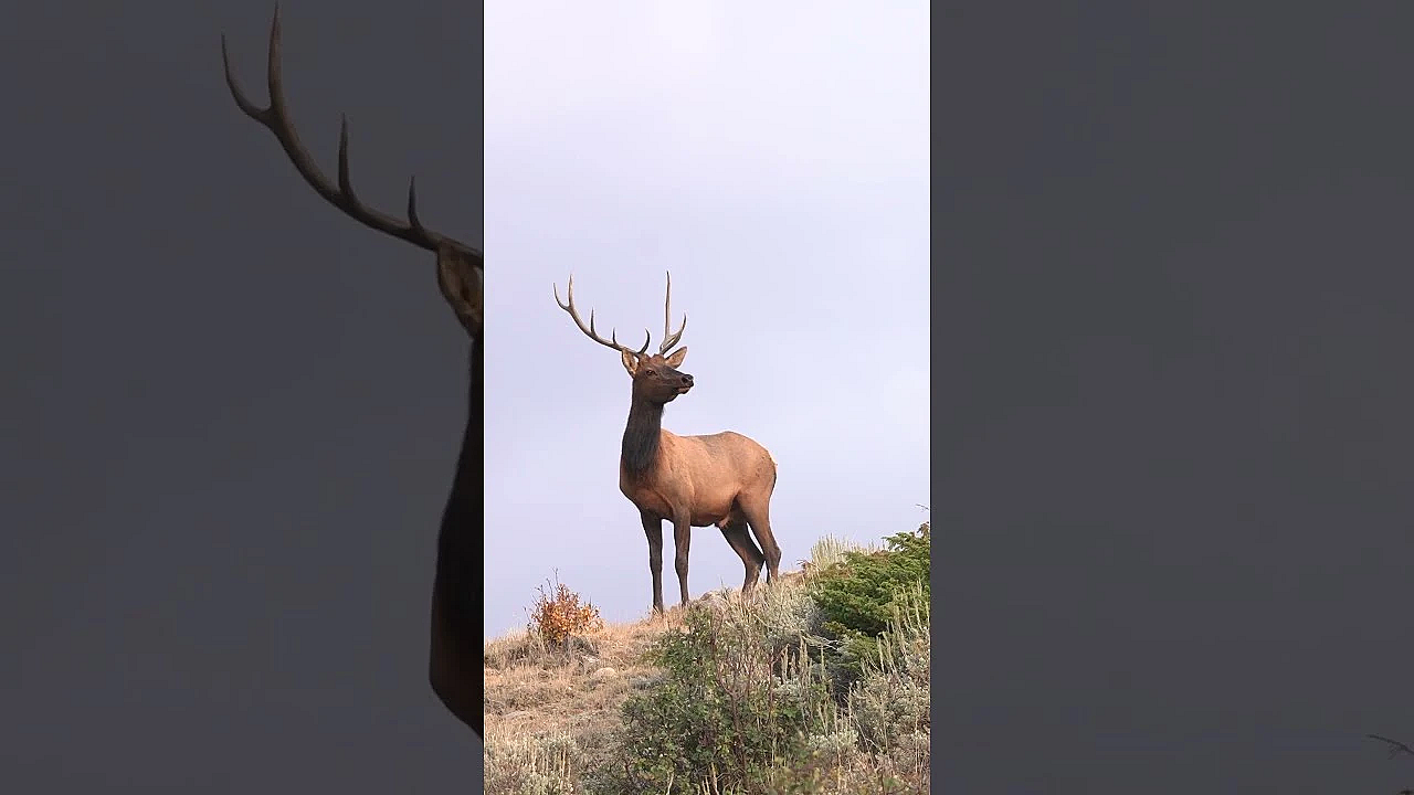 An Epic Start to Elk Season!