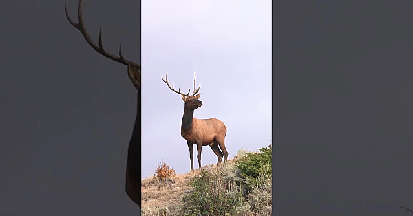 An Epic Start to Elk Season!