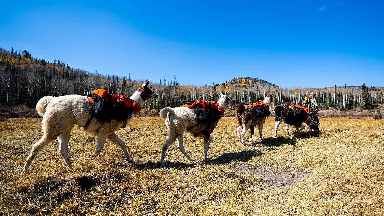 Fresh Tracks Season 9 Premiere! New Episode W/commentary!