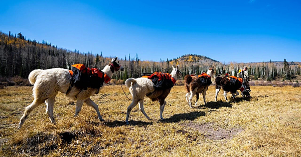 Fresh Tracks Season 9 Premiere! New Episode W/commentary!