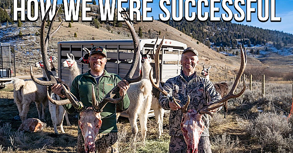 Lessons Learned: 3 For 3 On General Season Bulls In Montana