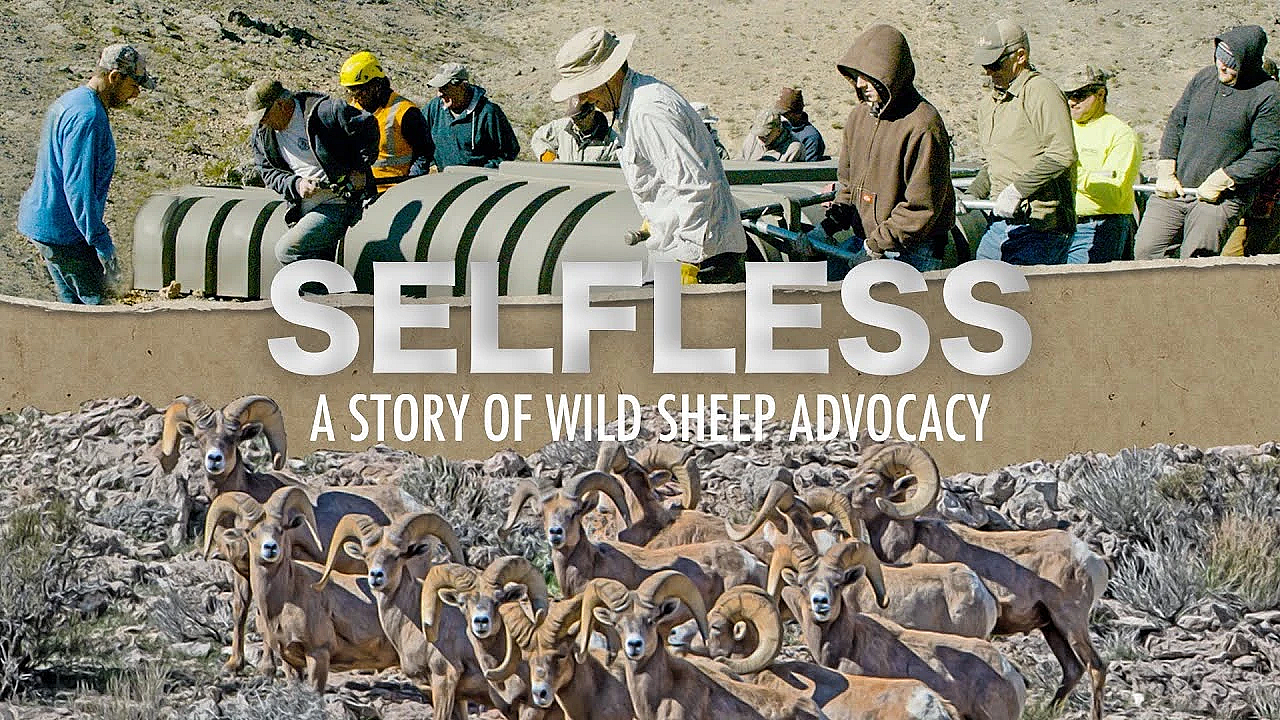 Selfless: A Story Of Wild Sheep Advocacy