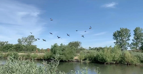 Duck Hunt At Green Acres Sportsman's Club