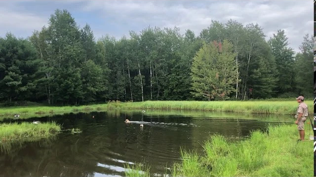 Knox Running Seasoned Water At Muddy Waters Hunting Retriever Club's Hunt Test
