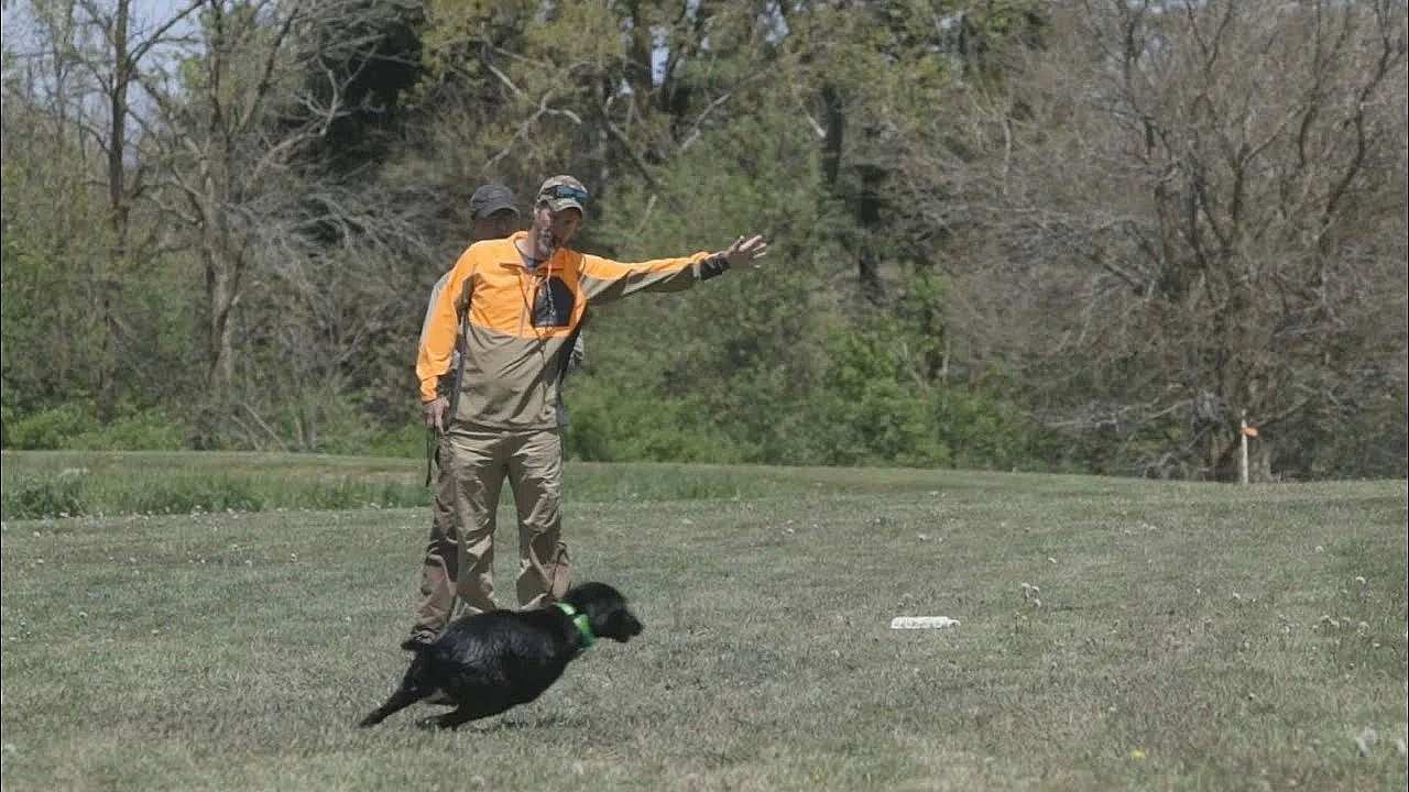 Rue Testimonial - Gun Dog Success